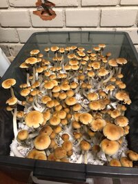 tub.jpg