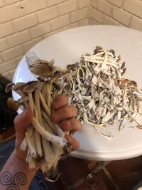 harvest.jpg