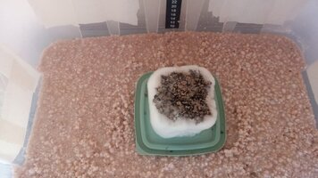 Terrário Bolo A 3 dias depois do aniversario.jpg