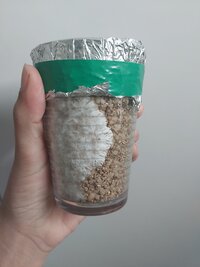 Primeiro cultivo: Em clima quente (Nordeste)
