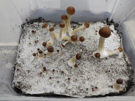 Mush34.jpg