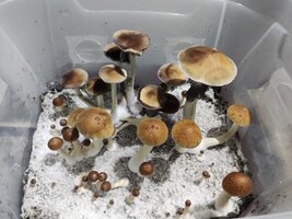 Mush35.jpg
