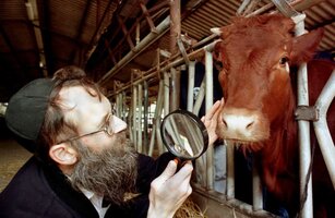 red heifer.jpg