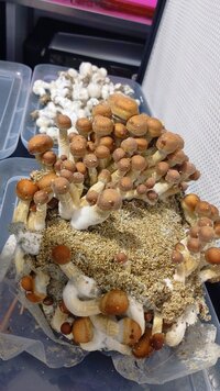 IMG_20240328_090713.jpg