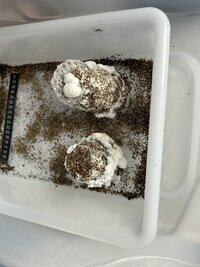 IMG_0427.jpeg