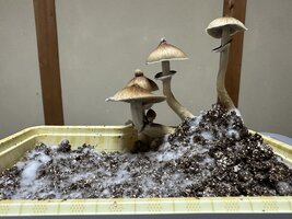 IMG_7090.jpeg