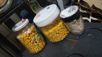 Primeiro cultivo de Cambodian + MDK