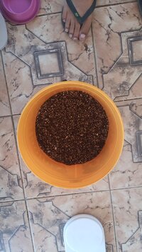 Substrato 50% po de coco + 50 % vermiculita media .jpeg