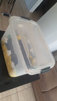 Trrario monotub depois de 00 dias - Cambodian.jpeg