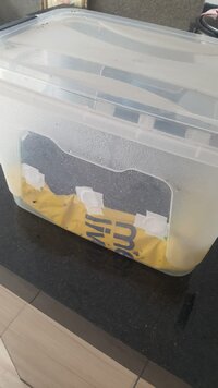 Trrario monotub depois de 0 dias - Cambodian.jpeg