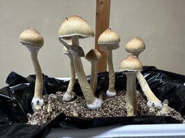 IMG_7232.jpeg