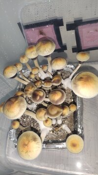 IMG_20240611_003358.jpg