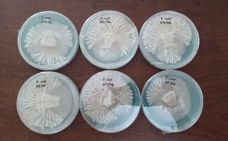 natalensis em agar