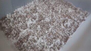 bolo natalensis