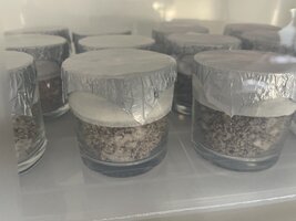 Thai Pink Buffalo PF TEK