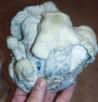 IMG_20240713_174933.jpg