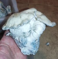 IMG_20240713_174858.jpg
