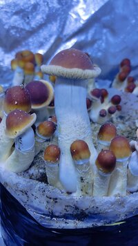 IMG_20240718_121713.jpg