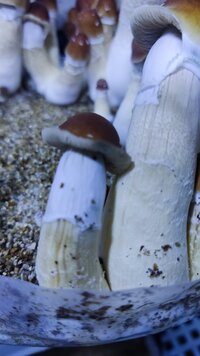 IMG_20240718_121737.jpg