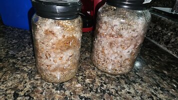 Mungunzá + Fibra de coco - Arroz Parboilizado em Thai Pink Bufallo