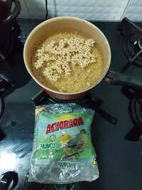 Cultivando Thai Koh Samui no Painço