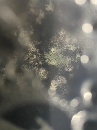 IMG_4279.jpeg