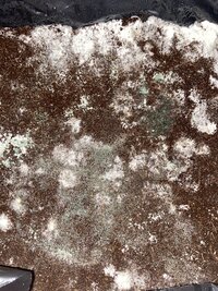 IMG_4297.jpeg