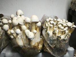 IMG_20250621_152455.jpg