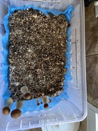IMG_4736.jpeg