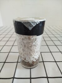 Boas pessoal, cultivador iniciante. Primeiro Mycelium P.C.B+.