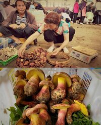 PS cogus2.jpg PS cogus2.jpg