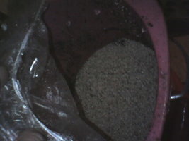 cultivo março 2008 018.jpg