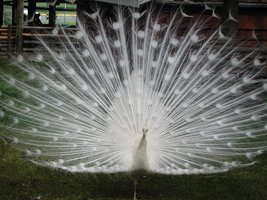 albino3.jpg