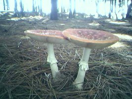 19-04-2008_1641.jpg