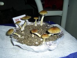 Imagem 1319.jpg