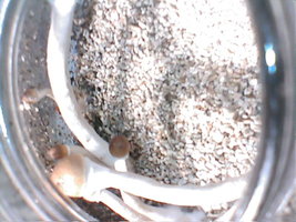 cultivo março 2008 019.jpg