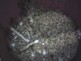 cultivo março 2008 020.jpg