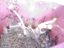 cultivo março 2008 021.jpg