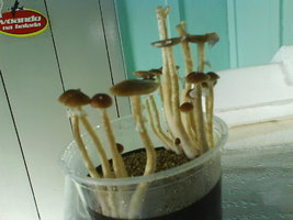 DSC01112.JPG