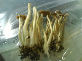 DSC01114.JPG