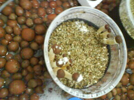 DSC01115.JPG