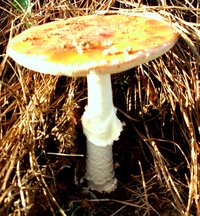 DSC03731.JPG