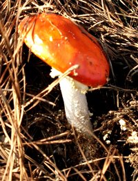 DSC03733.JPG