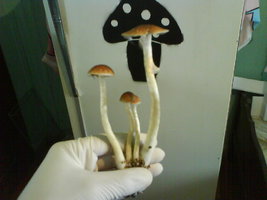 DSC01128.JPG