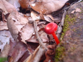 DSC08748.JPG