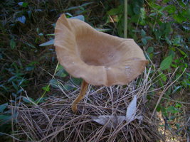 DSC00852.JPG