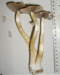 S6300661.JPG