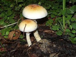 100_8902-1.JPG