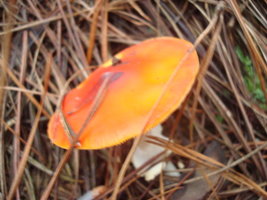 DSC03879.JPG