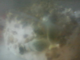 verde azulados 2.jpg